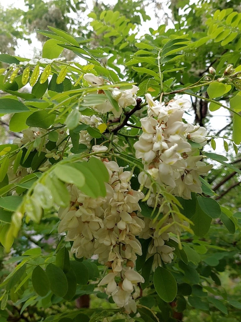 %EB%B9%84%EC%98%A4%EB%8A%94_%EB%82%A01.jpg?type=w773