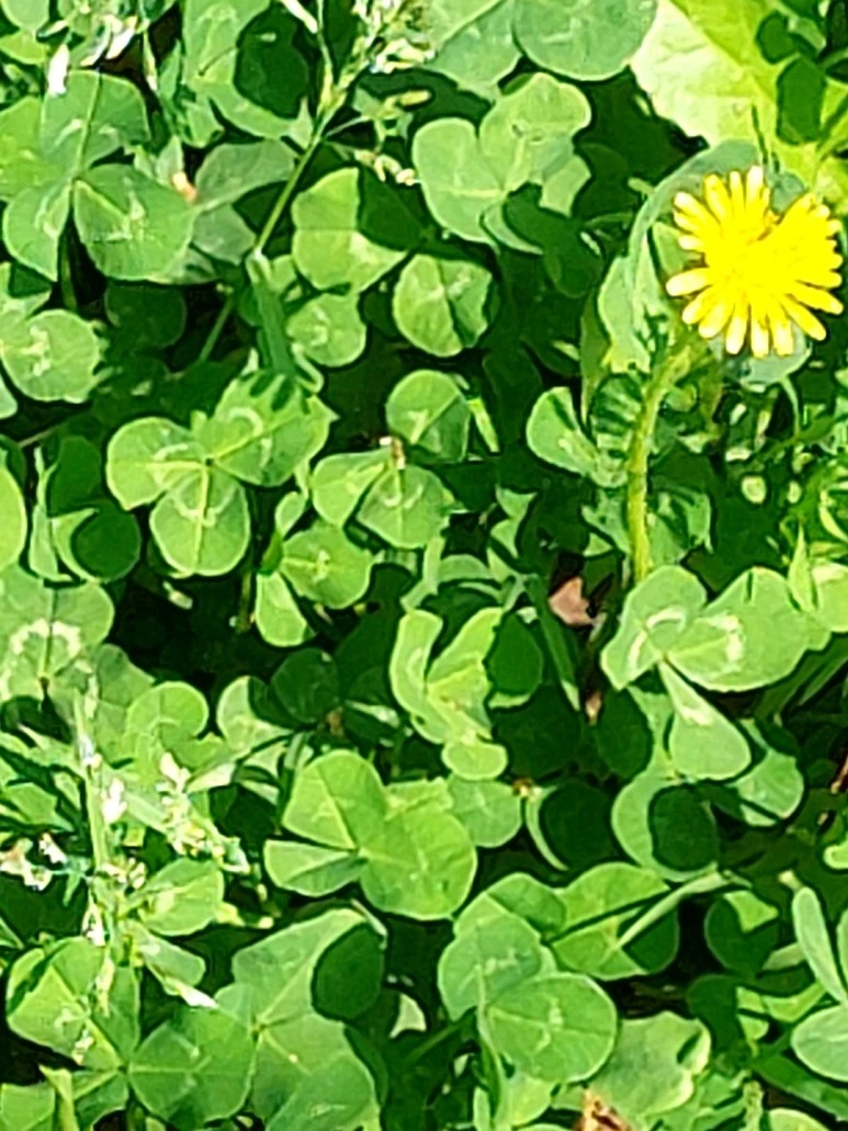 %EC%97%B0%EB%91%903.jpg?type=w773