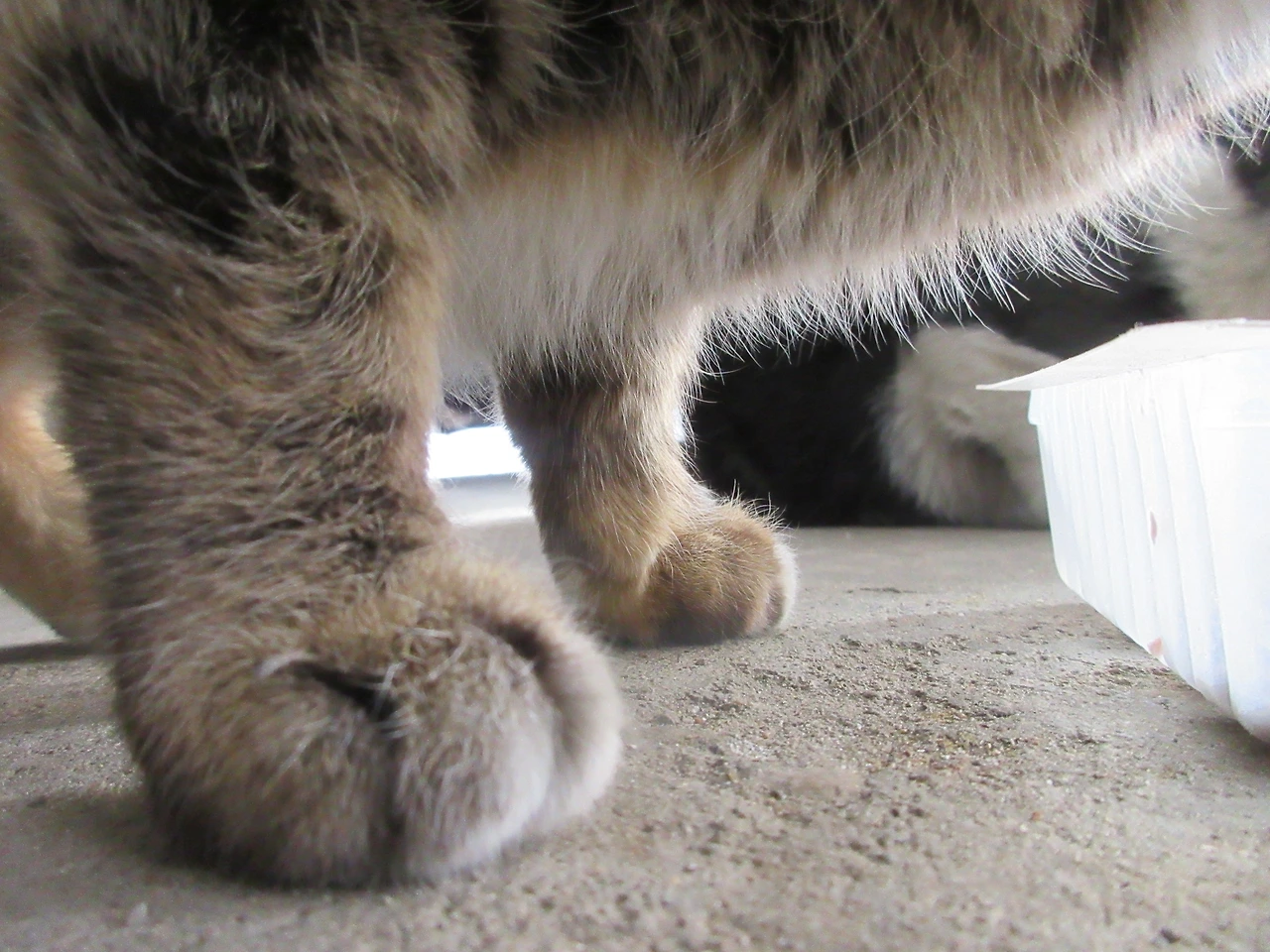 작은귀_발톱_테이프2_220220 (52).JPG