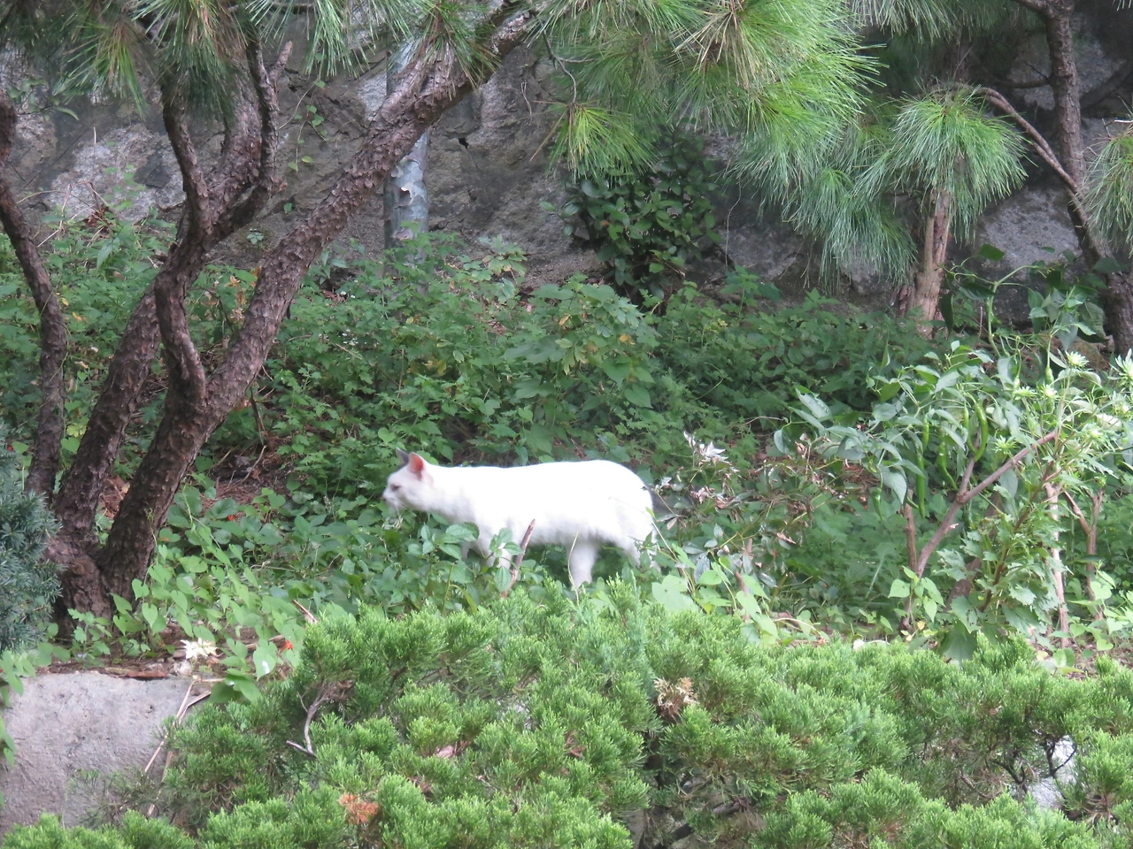 새로나타난고양이_흰둥이2_220911 (10).JPG