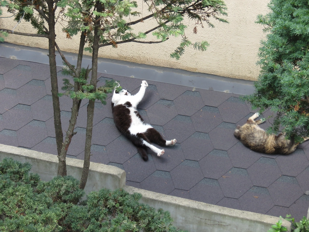 1은애_벌러덩_잠버릇_작은귀3_220729 (16).JPG