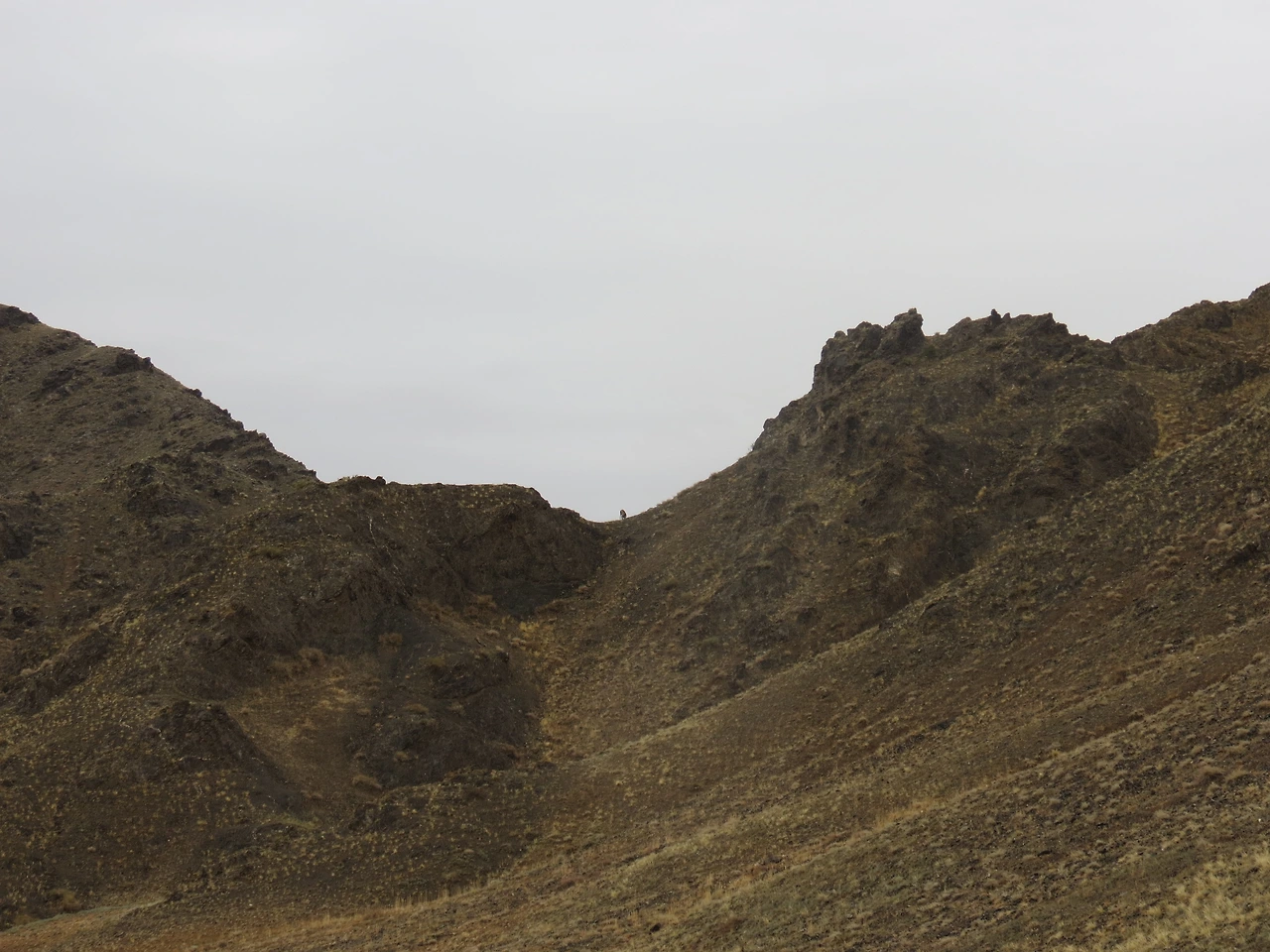 야생염소3_220823 (28).JPG