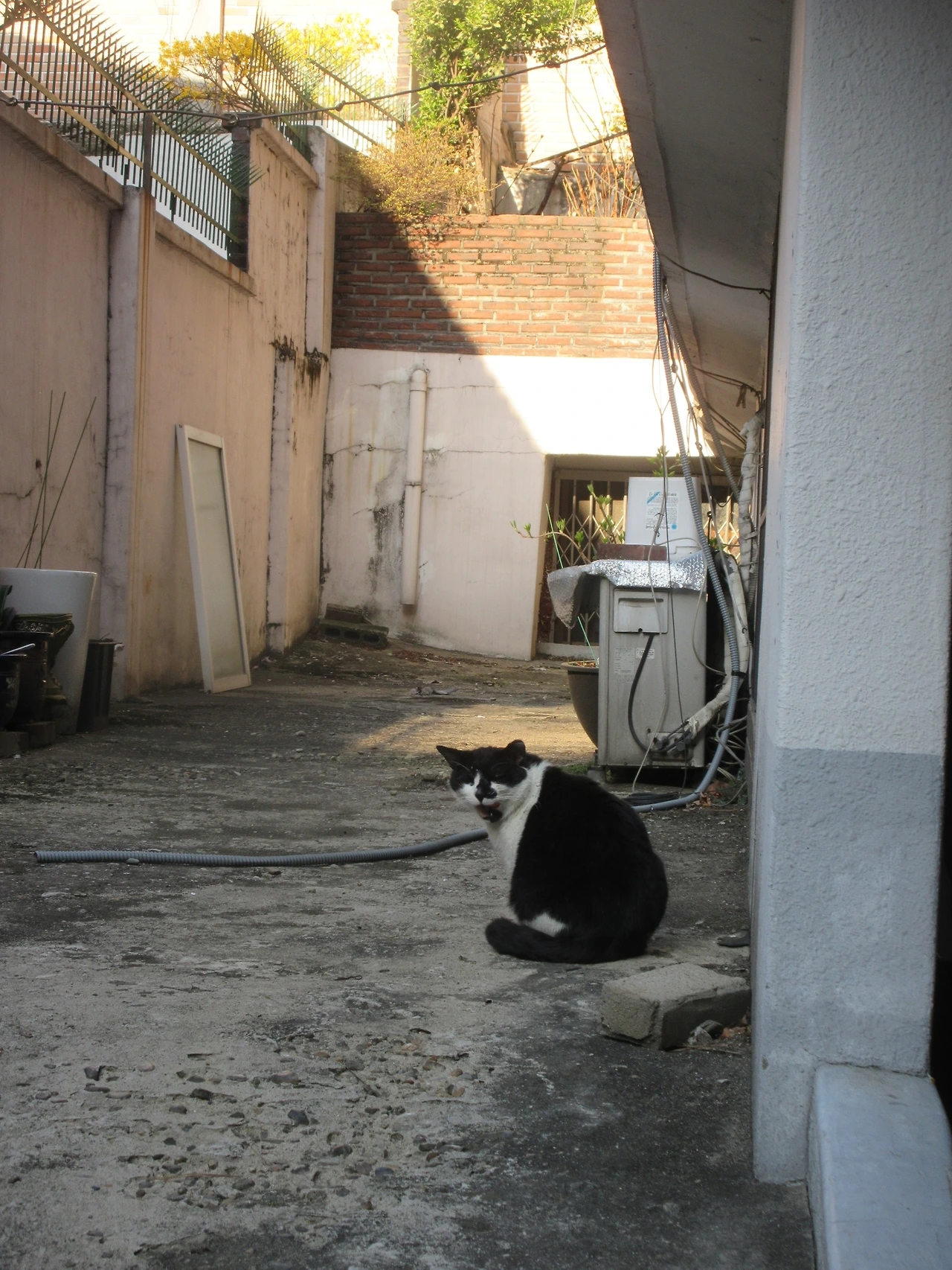 은애_작은귀_아침햇볕2_220404_IMG_0645 (6).JPG