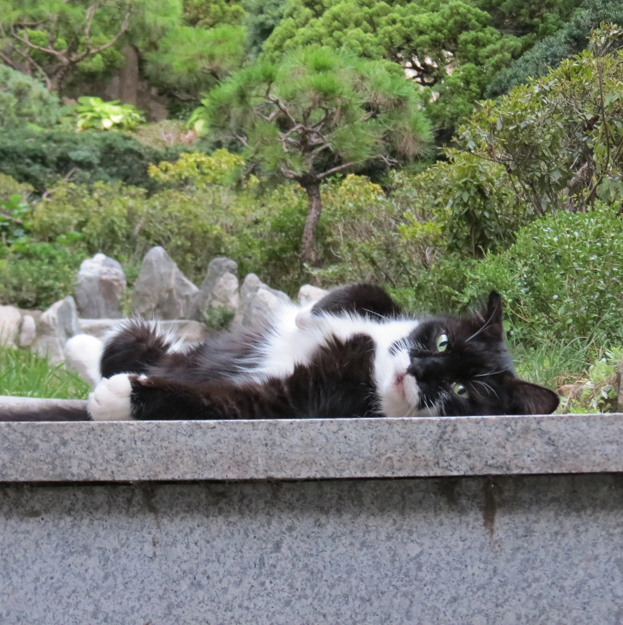 1대장고양이_폭염에벌러덩0_180727 080.JPG