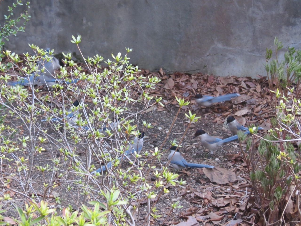 물까치1_220406 (2).JPG