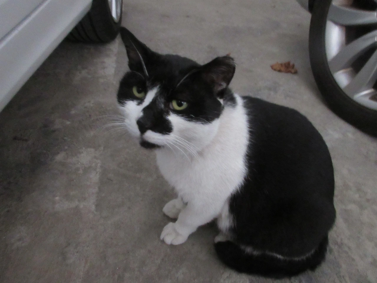 1은애_뒷발가락4_상처_221113 (77).JPG