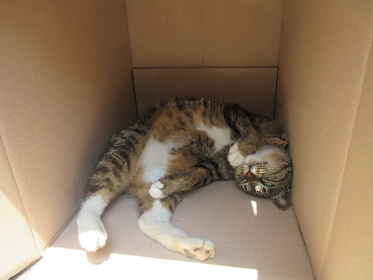 1목걸이__박스얼리어답터2_고양이_200608 (38).JPG