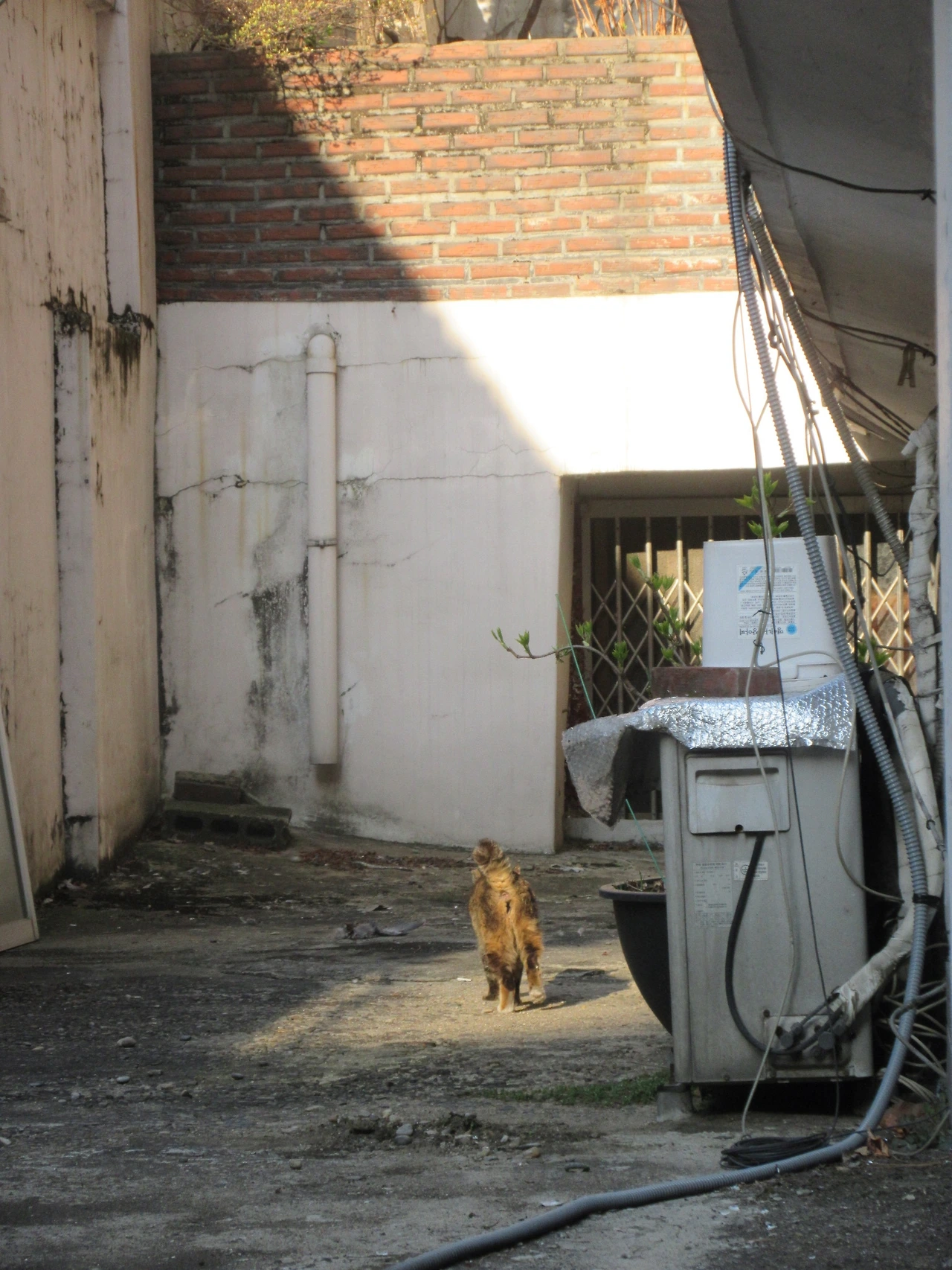 은애_작은귀_아침햇볕1_220404_IMG_0645 (5).JPG