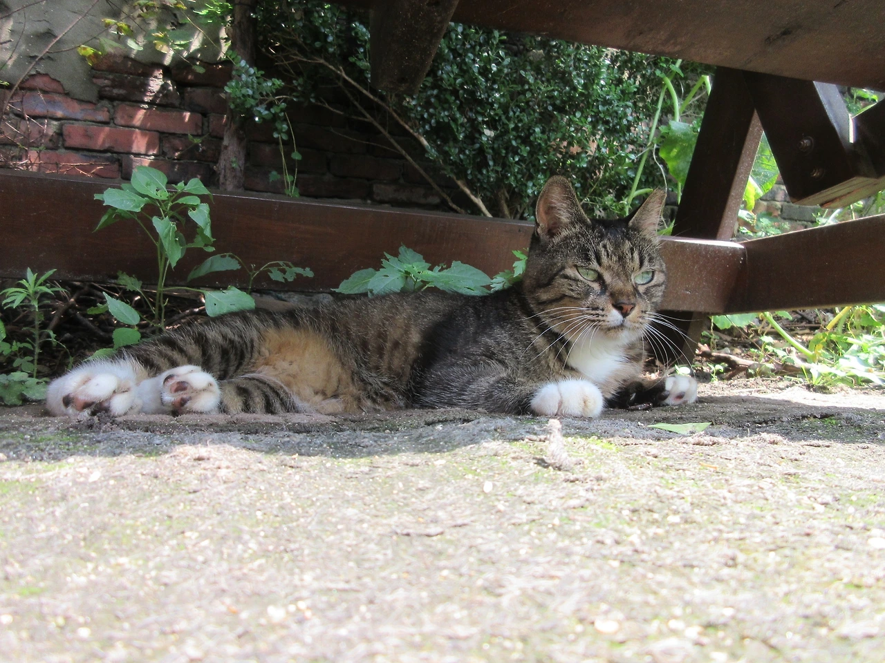 목걸이_폭염1_230730 (251).JPG