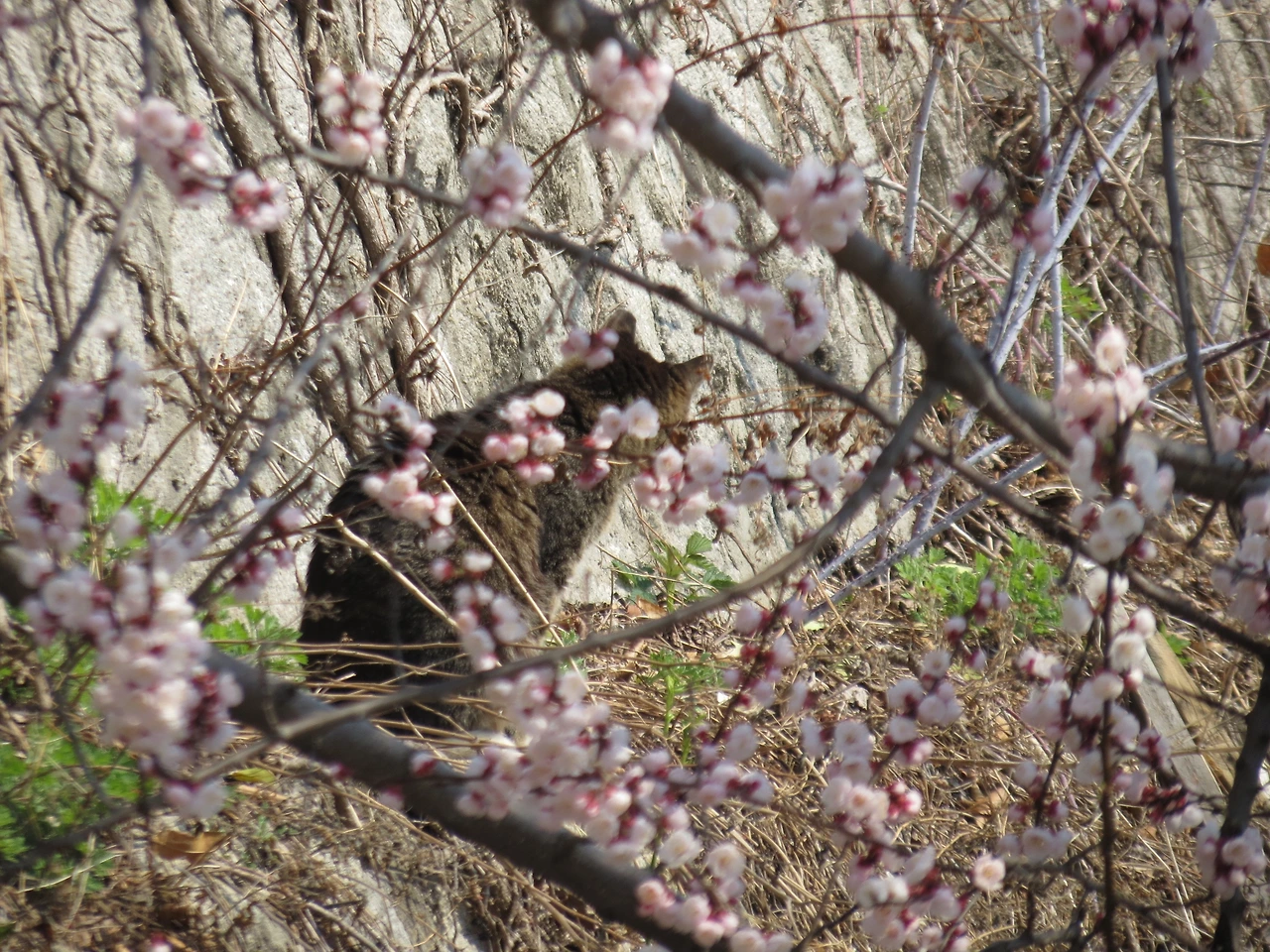 목걸이_꽃고양이2_220406 (11).JPG