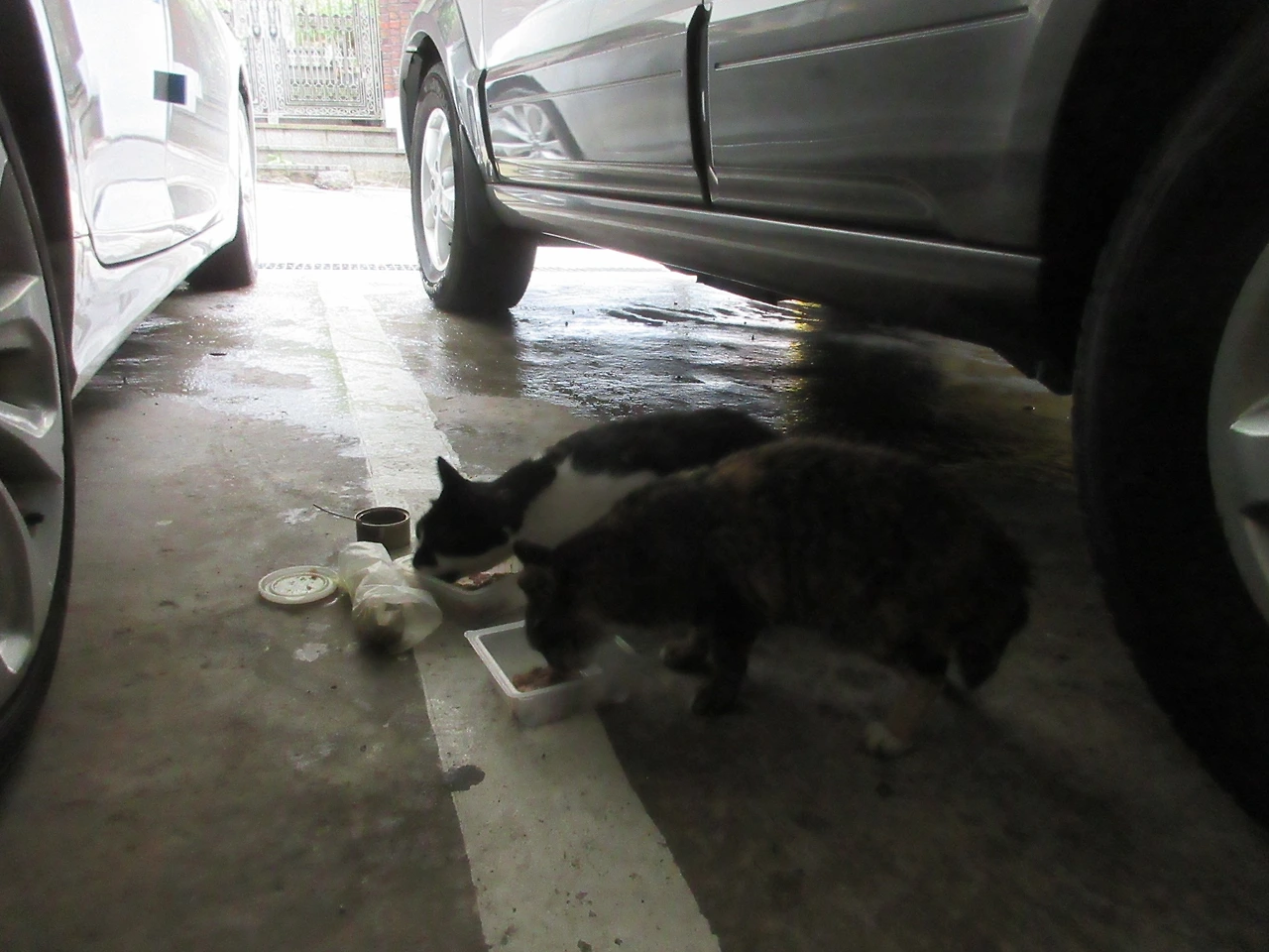 은애_작은귀_밥_230716_2 (188).JPG