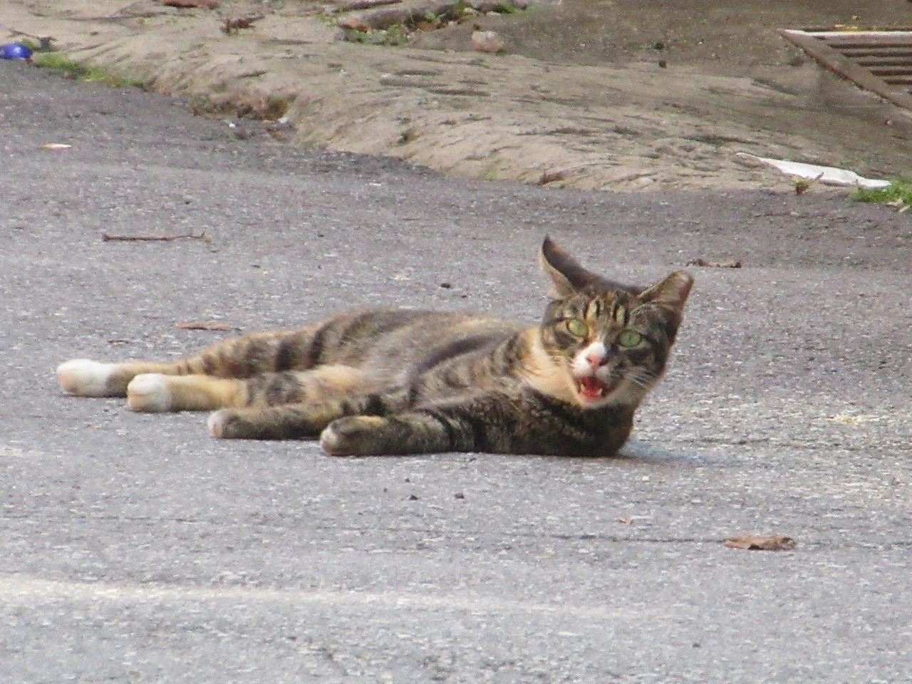 1작은귀_겨울집3_180902 019.JPG