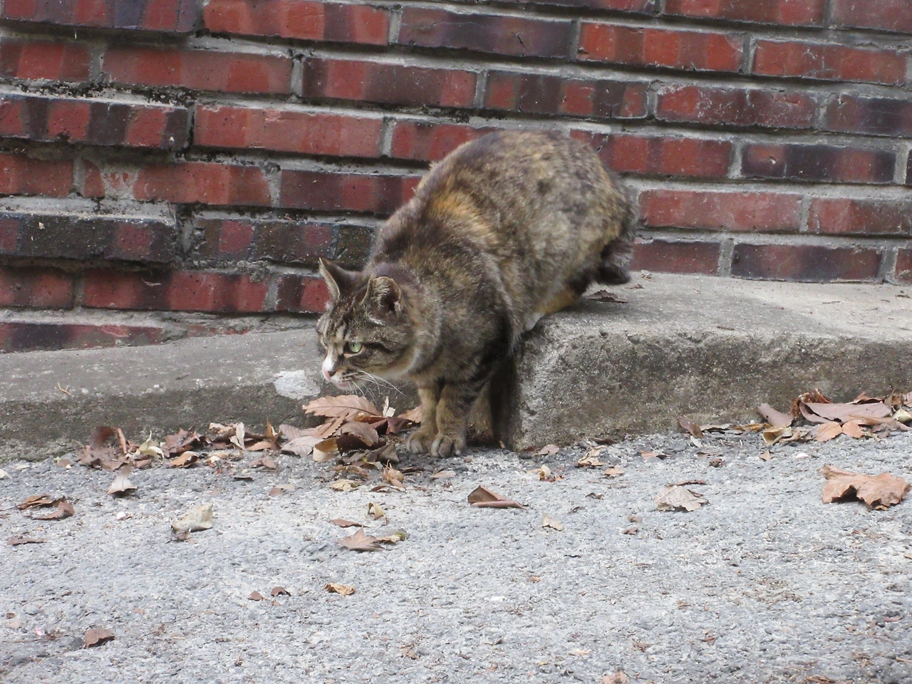 작은귀_230423 (347).JPG