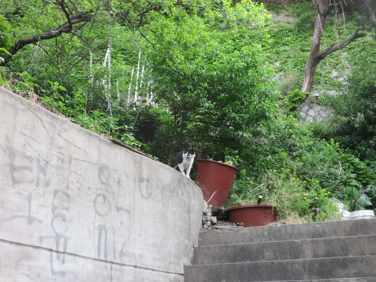 은애_고양이_안면인식장애_220521 (21).JPG