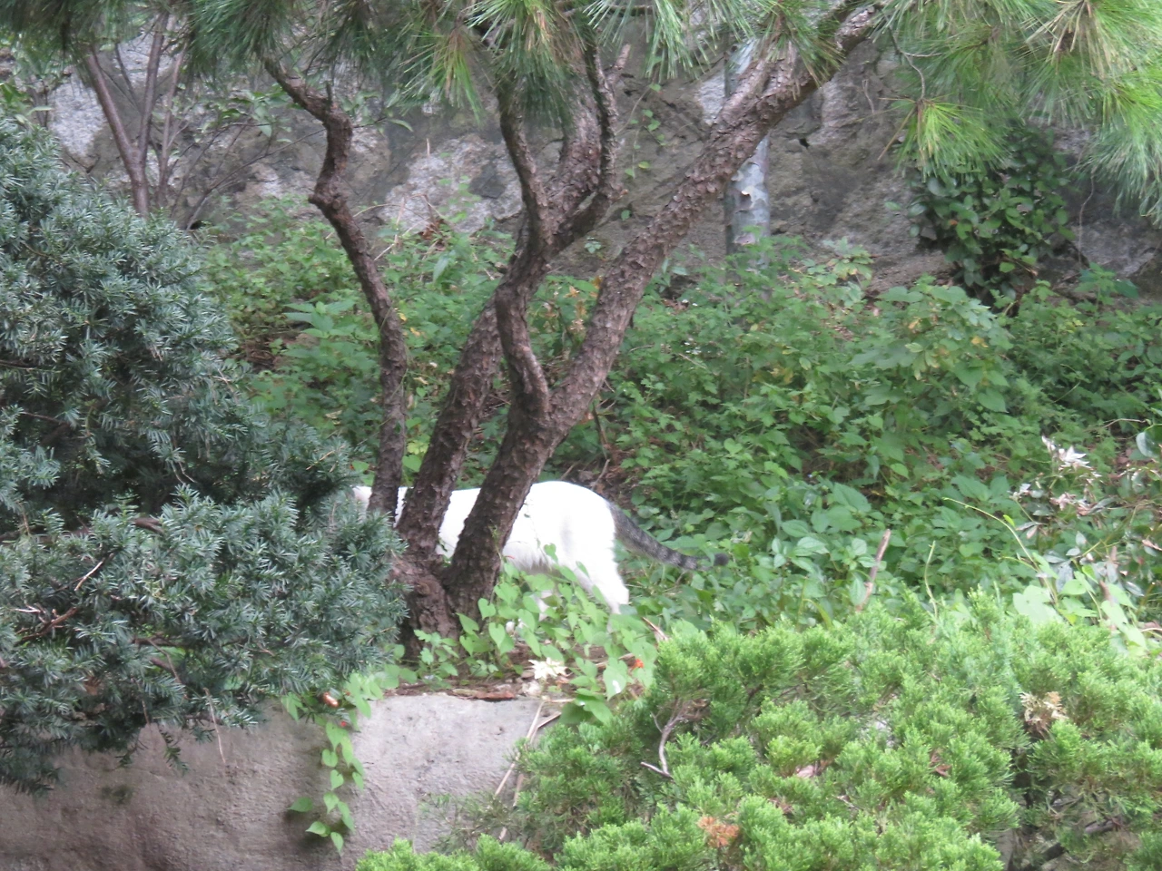 새로나타난고양이_흰둥이3_220911 (11).JPG