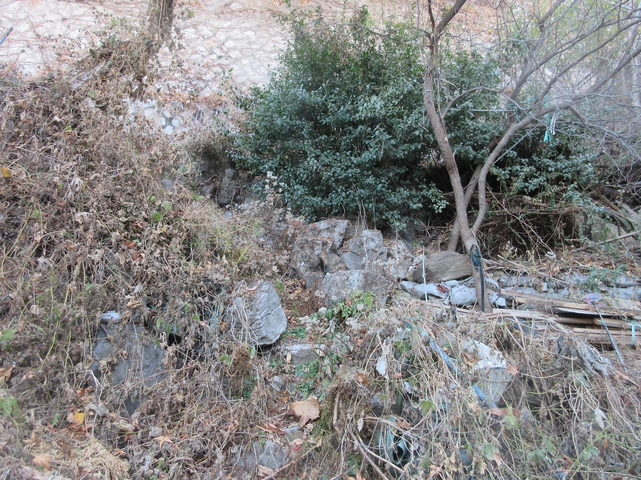 1작은귀_보호색3_상급3_221130 (39).JPG