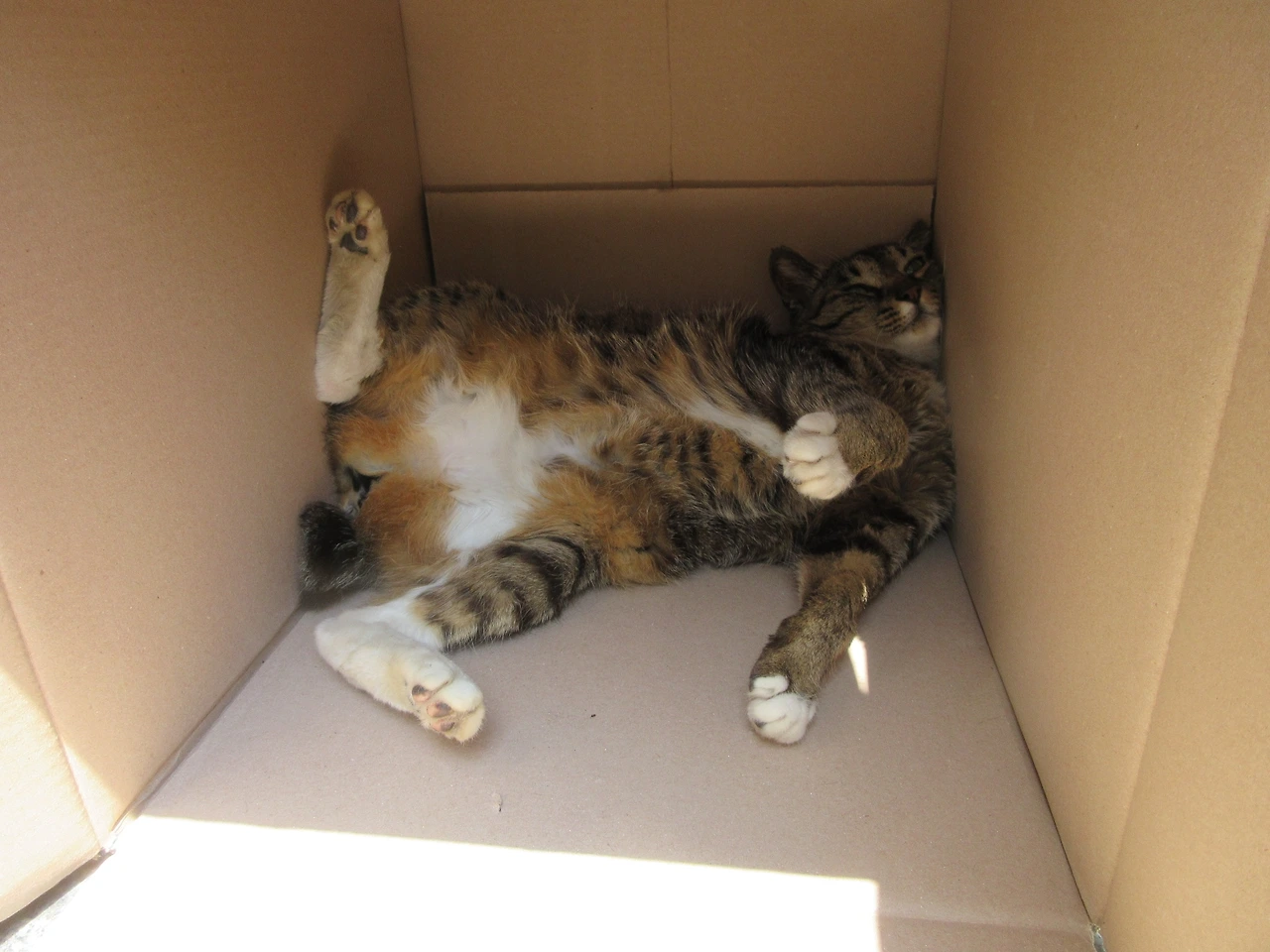 1목걸이__박스얼리어답터1_고양이_200608 (37).JPG