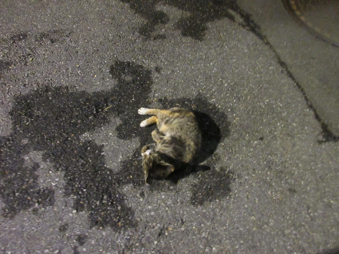 1_은애_작은귀_밤마실230721 (5).JPG