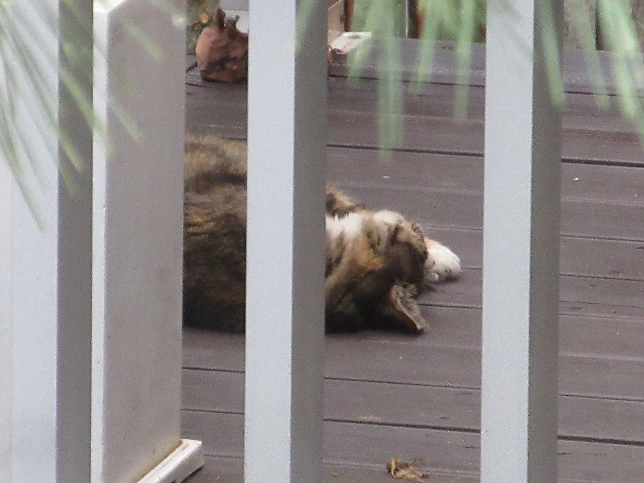 [mix]작은귀_비오는날_앞집데크230913 (172).JPG