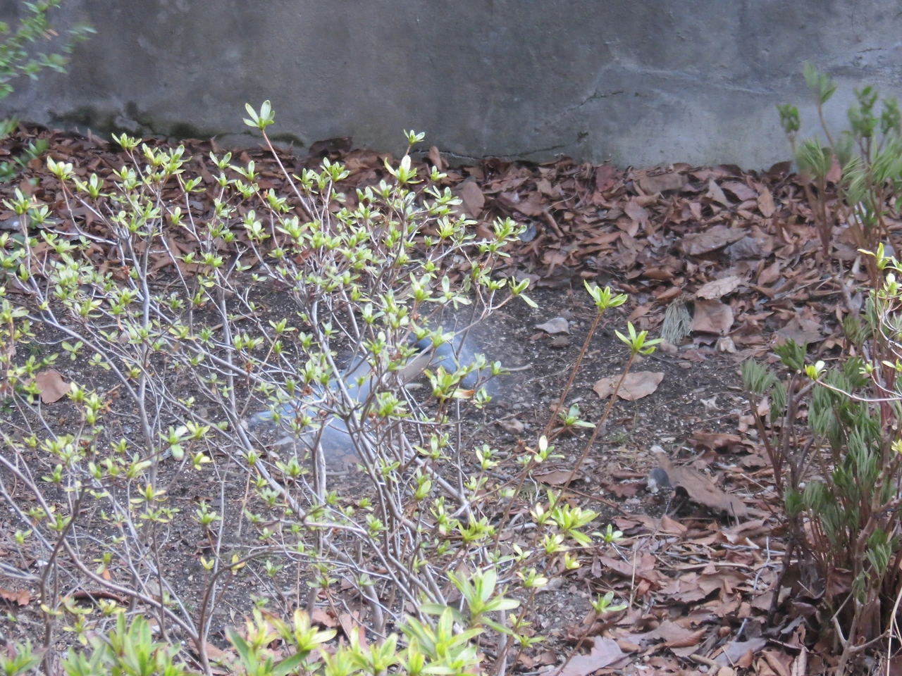 물까치3_220406 (1).JPG