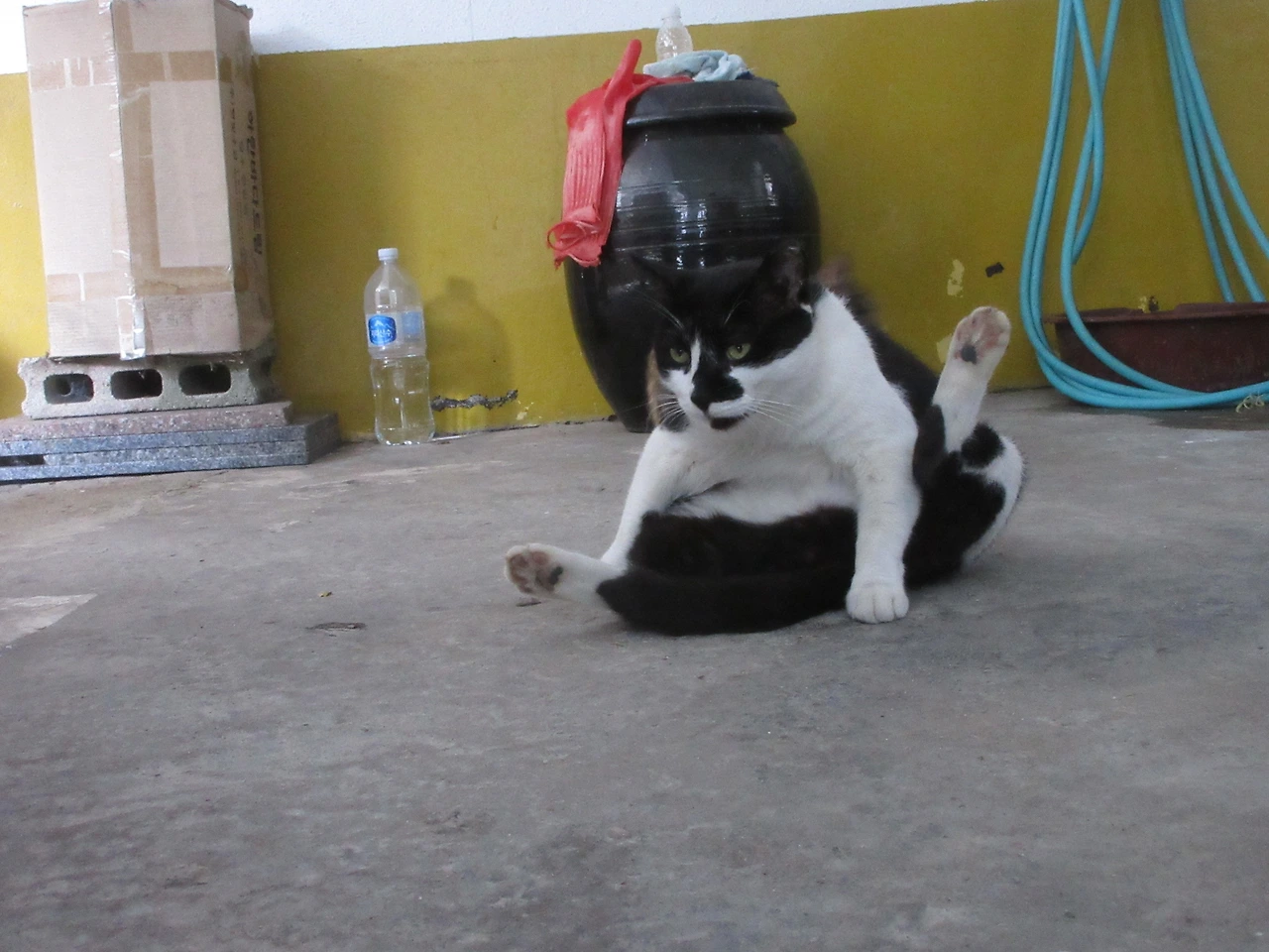 은애_작은귀_무슨포즈3-2220830 (7).JPG