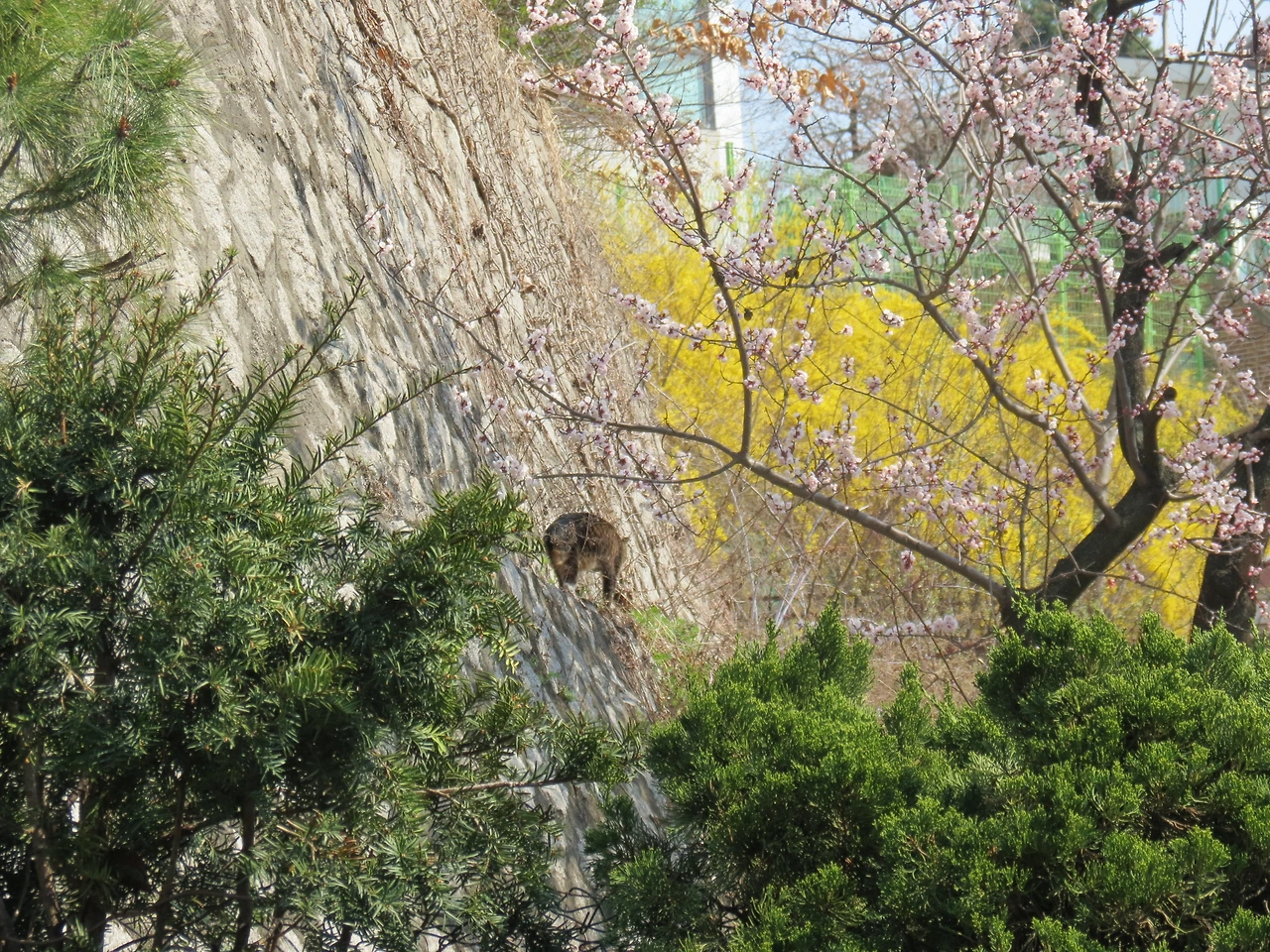 목걸이_꽃고양이1_220406 (7).JPG