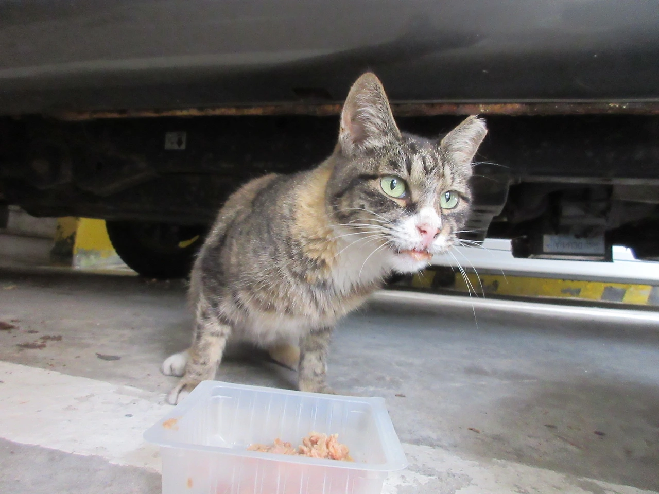 작은귀_공사중_230716_1 (82).JPG