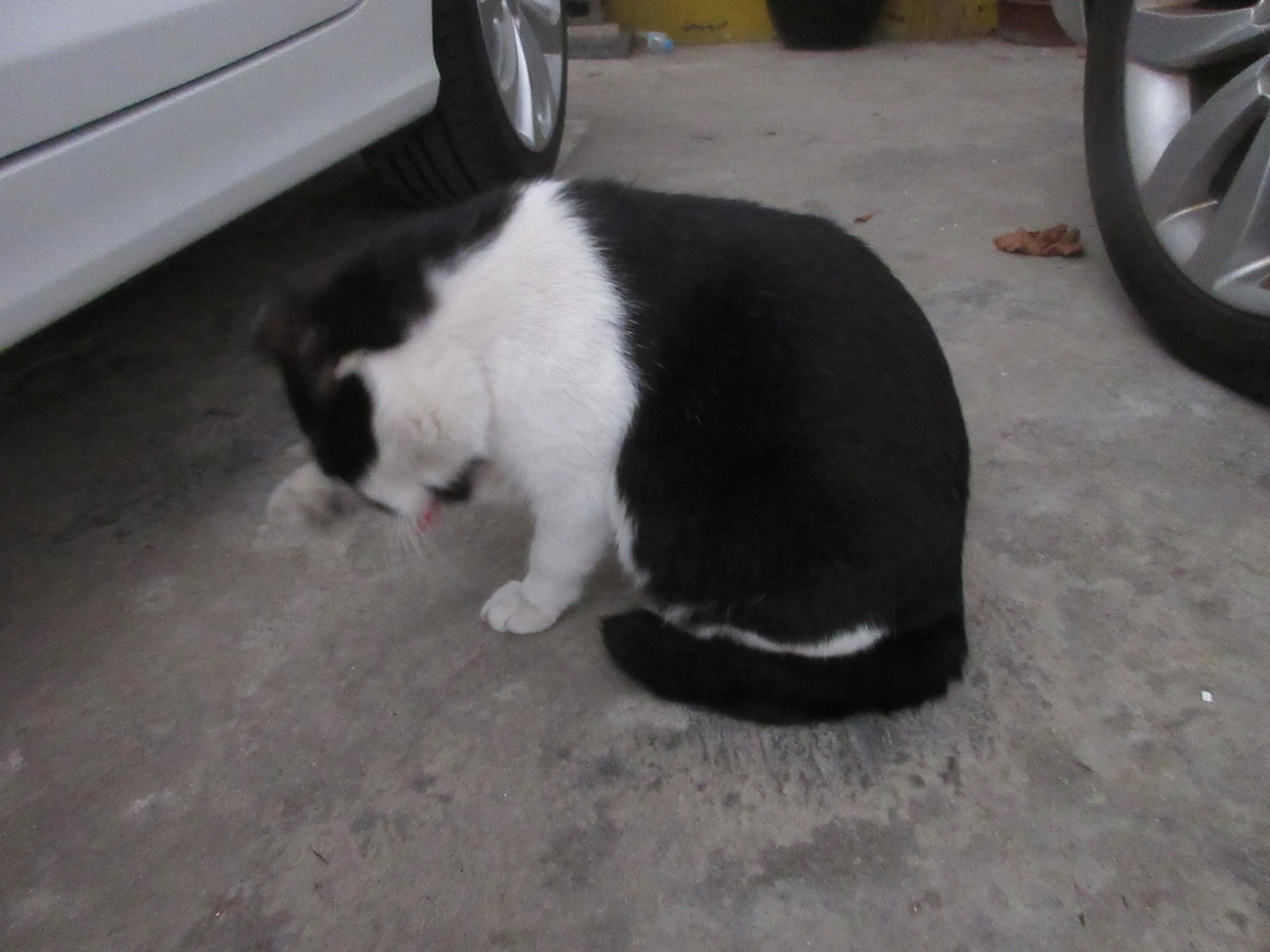 1은애_뒷발가락3_221113 (76).JPG