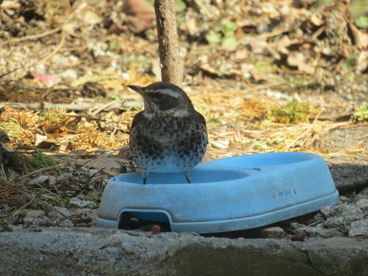 1_개똥지빠귀_개똥지빠귀_240131 (9).JPG