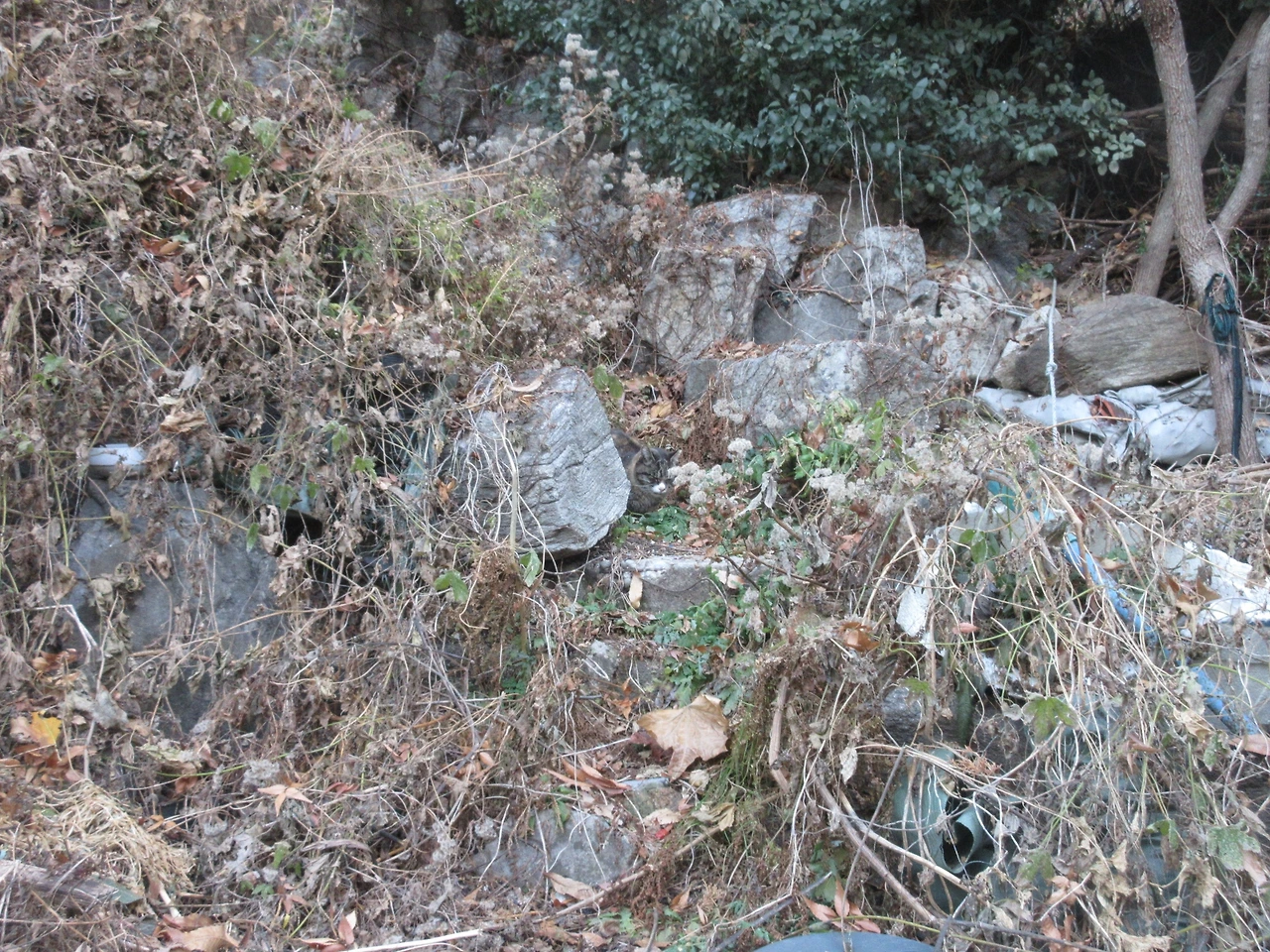 1작은귀_보호색1_초급_221130 (45).JPG