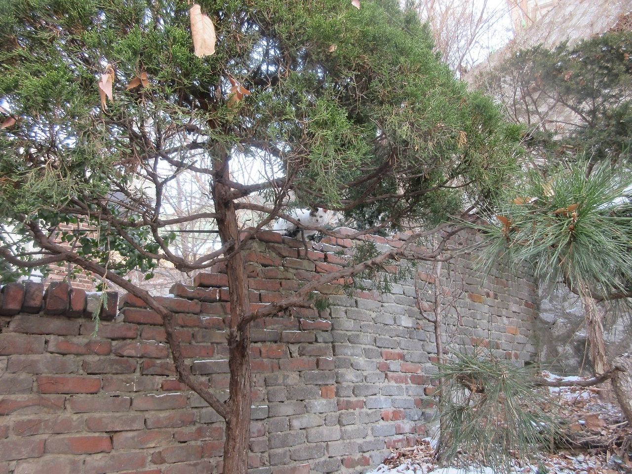 새로운고양이_회색꼬리2_221220 (53).JPG