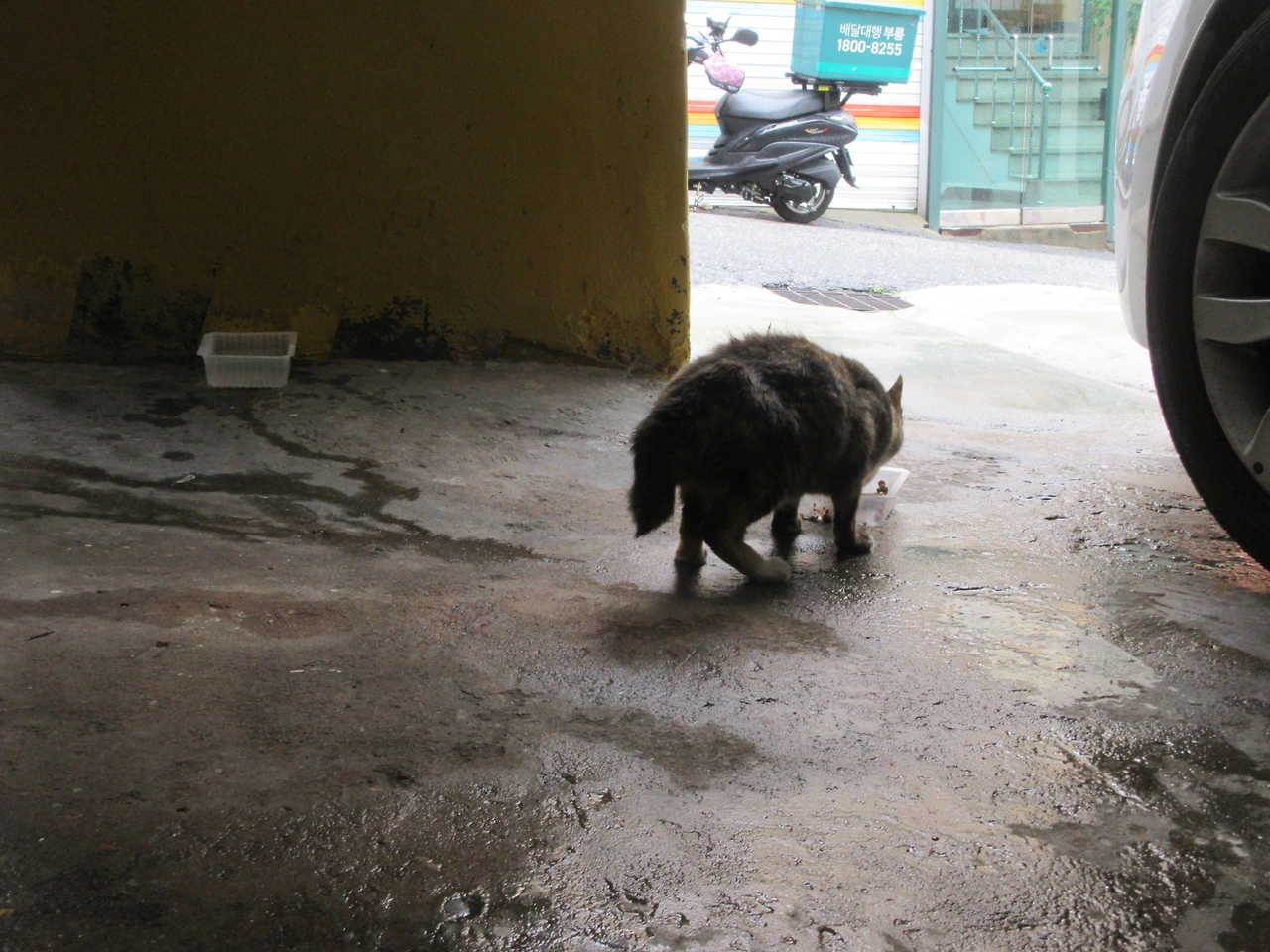 폭우_은애_작은귀_220809 (14).JPG