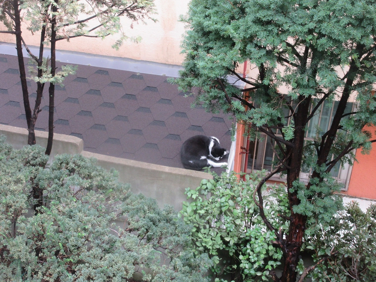 1은애_비온날_지붕1_220917 (50).JPG