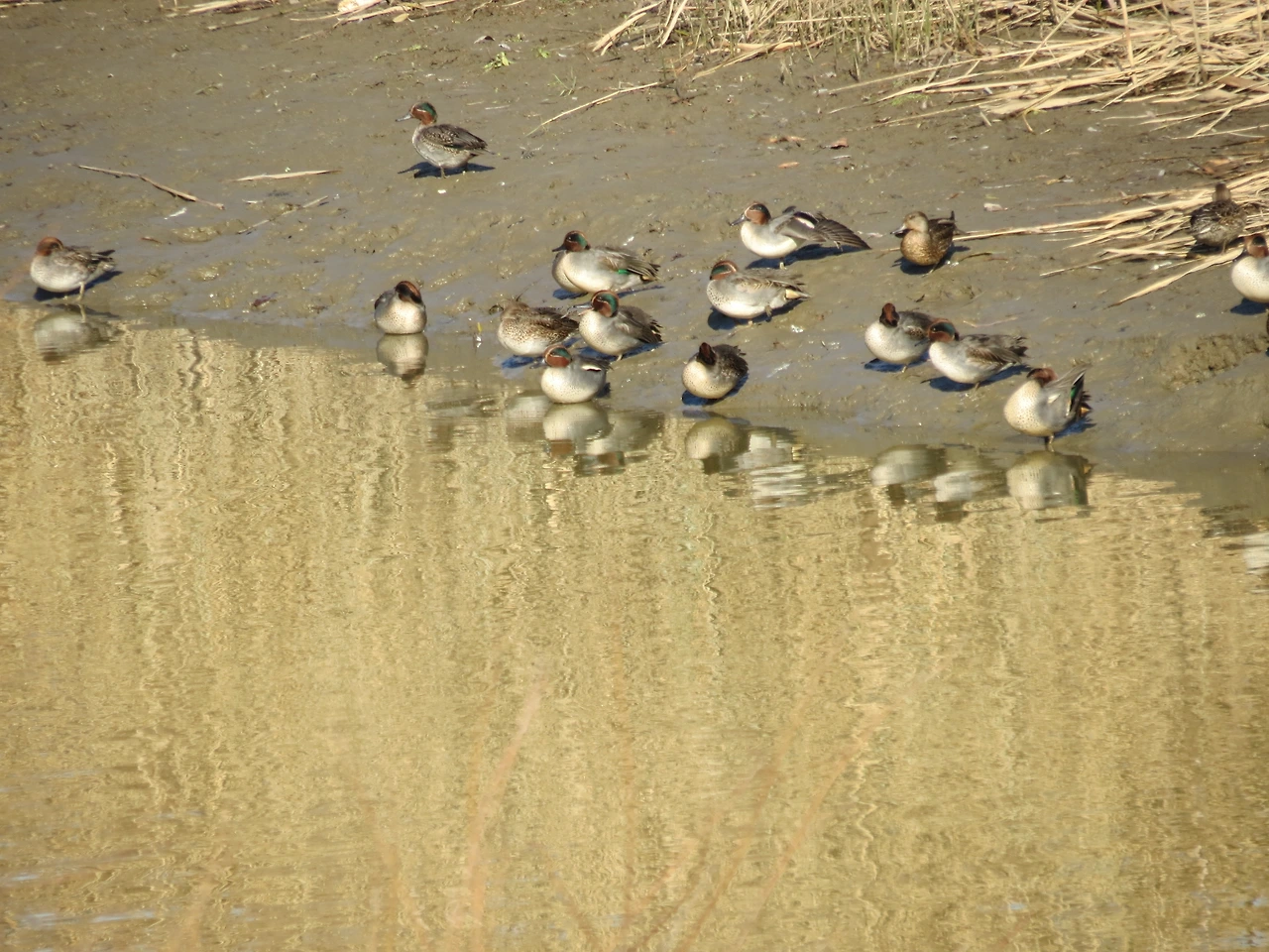 사진1강서습지걷기_211204 (75).JPG
