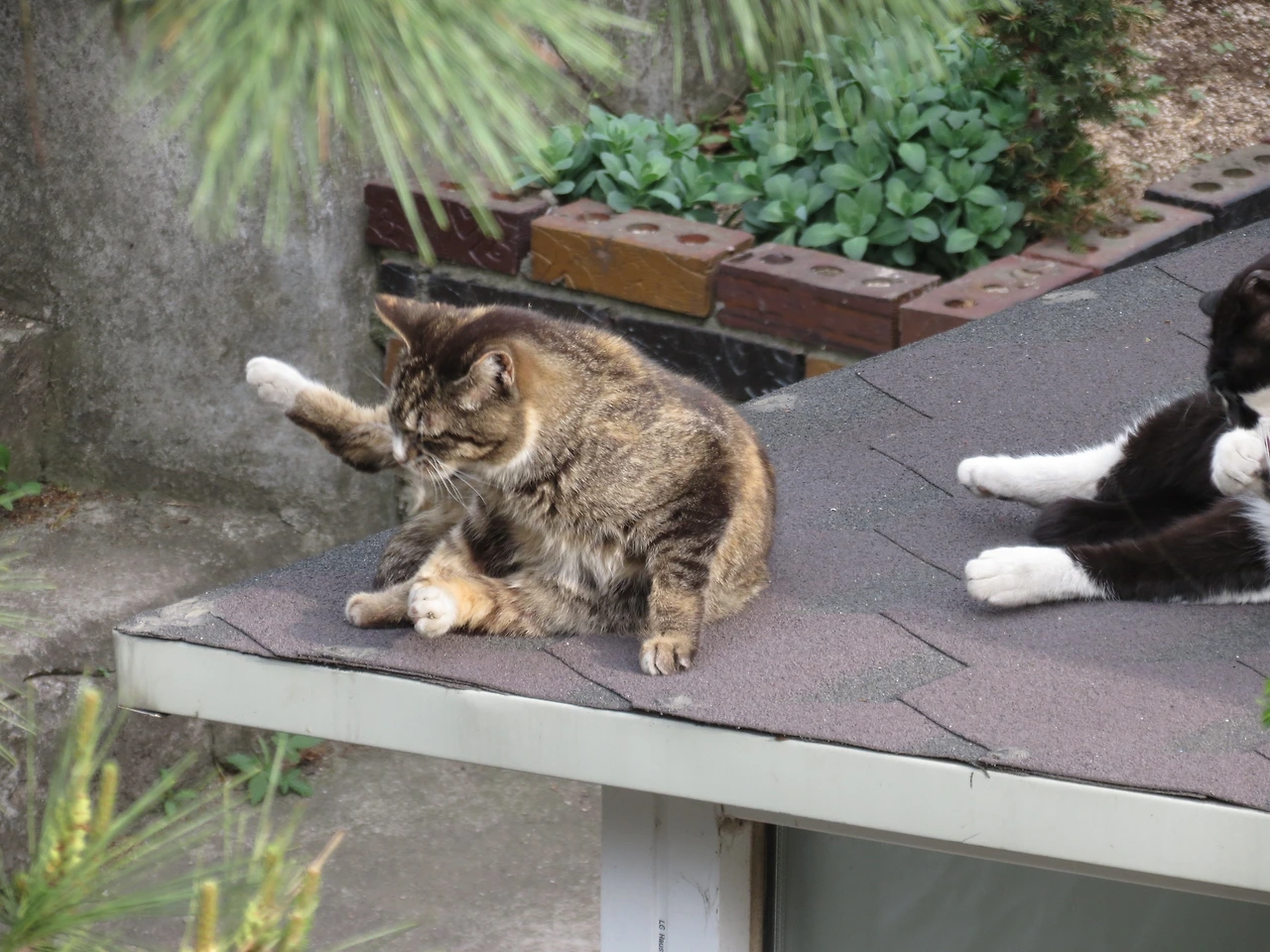 1은애_작은귀_아랫집220429 (23).JPG