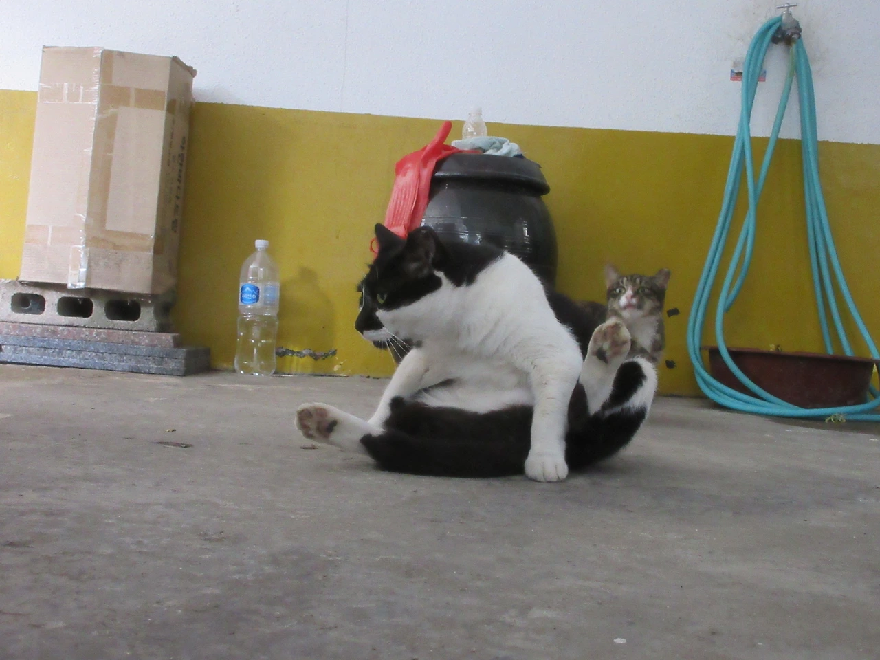 은애_작은귀_무슨포즈4-2220830 (8).JPG