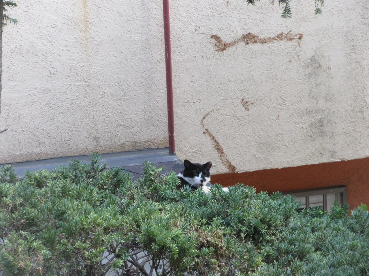 1주목-은애_가뭄_220611 (50).JPG