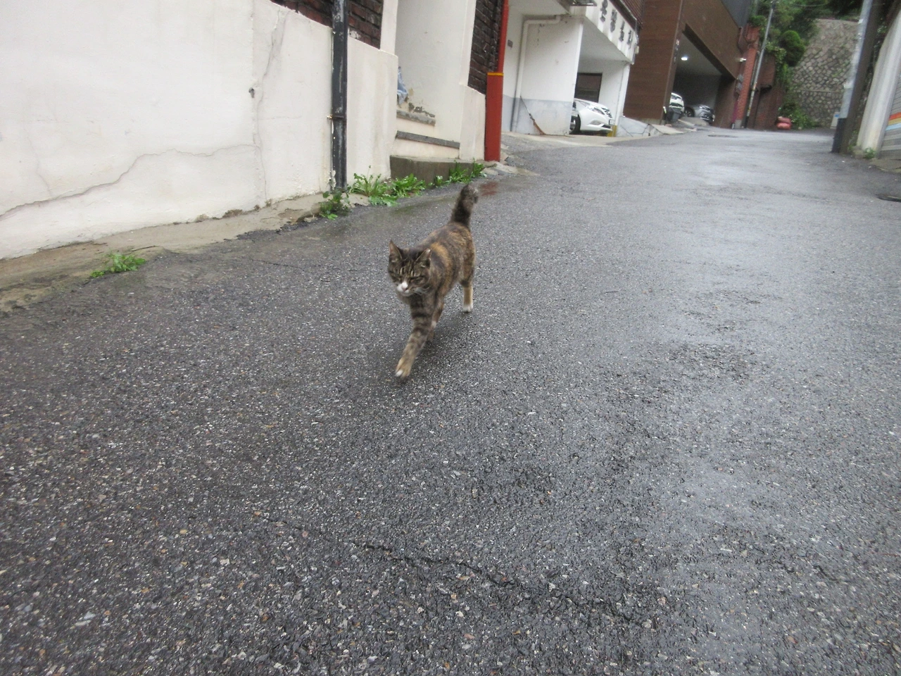 1힌남노태풍1_은애_작은귀1_220906 (34).JPG