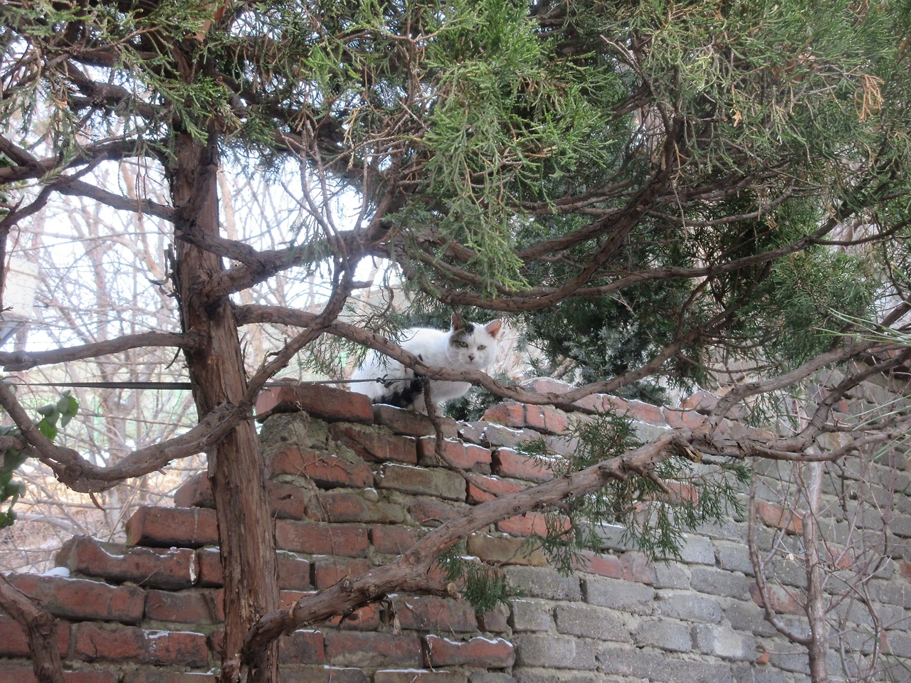 새로운고양이_회색꼬리3_221220 (52).JPG