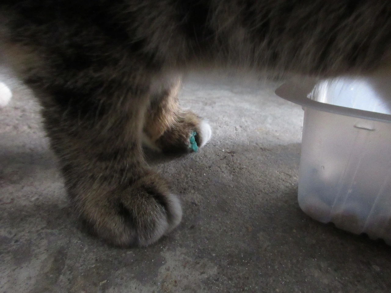 작은귀_발톱_테이프1_220125 (4).JPG