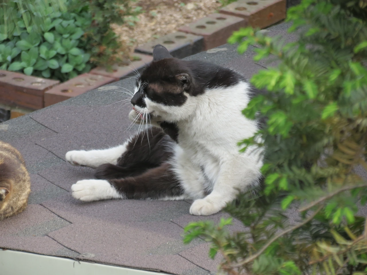 1은애_작은귀_아랫집220429 (22).JPG