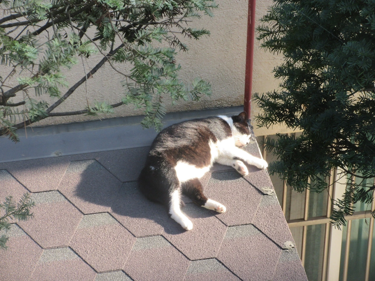 1은애_비온날_지붕4_220917 (71).JPG