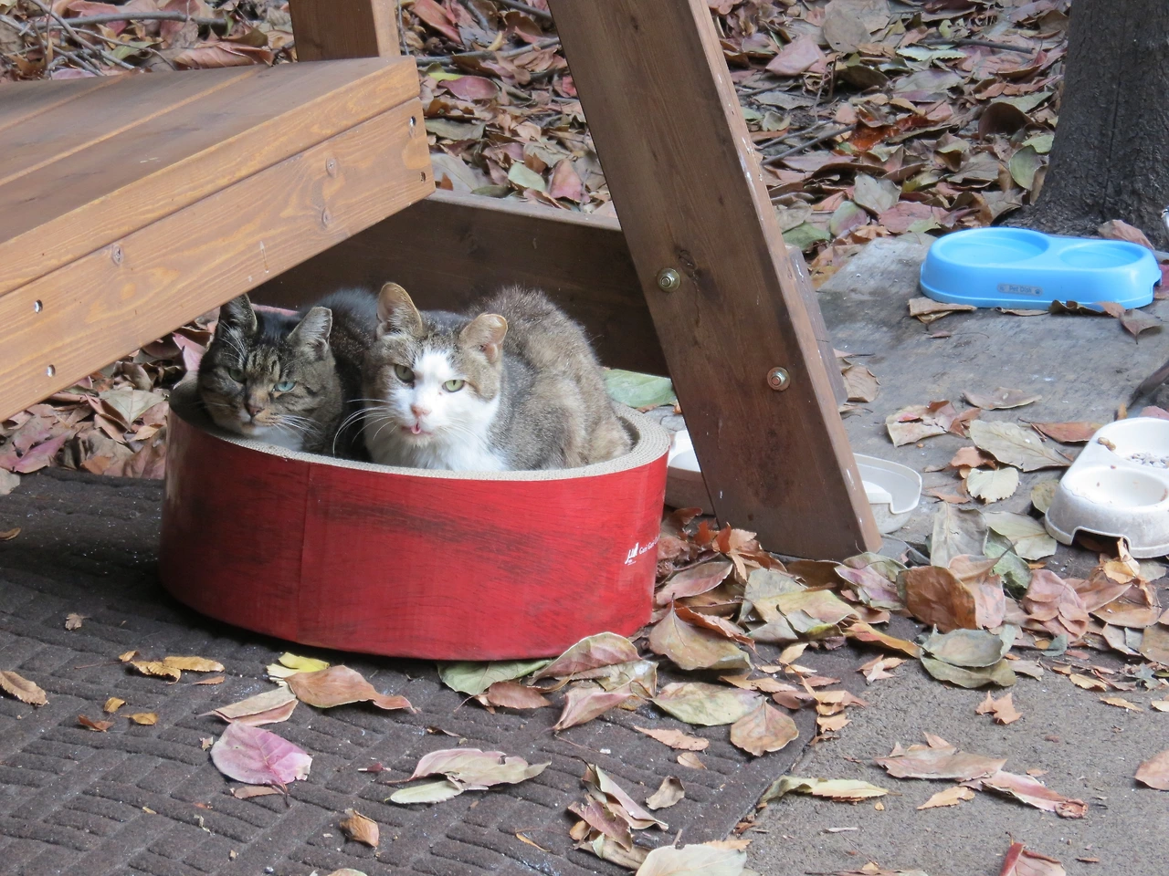 1_장이목걸이_19년_11월_감따는날 (18).JPG