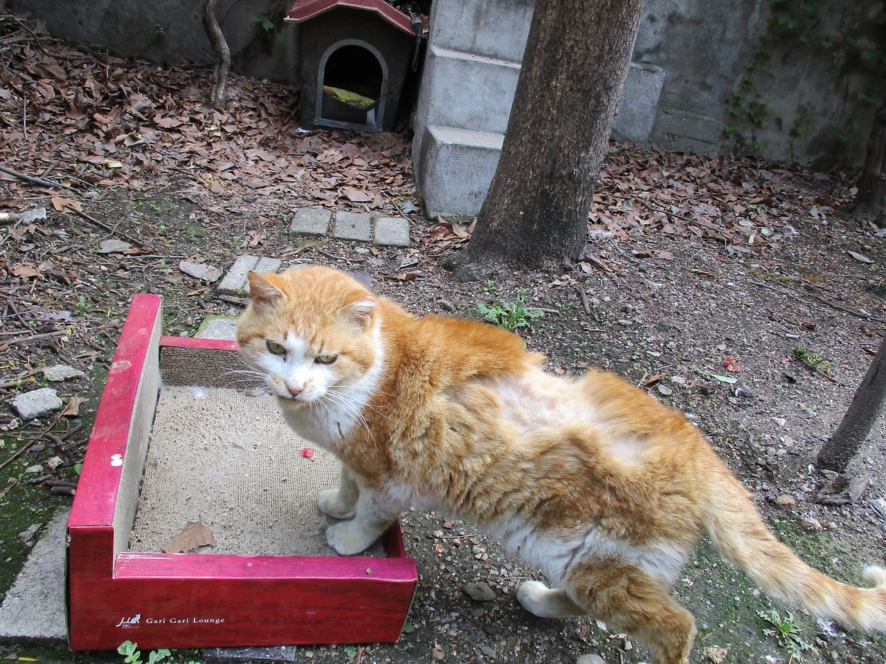 1노랑3_엄마랑노랑이5_180502 213.JPG