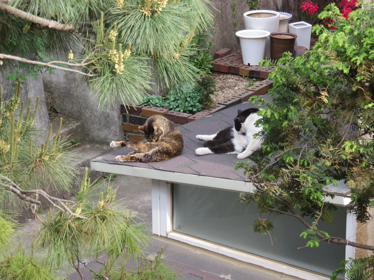 1은애_작은귀_아랫집220429 (21).JPG