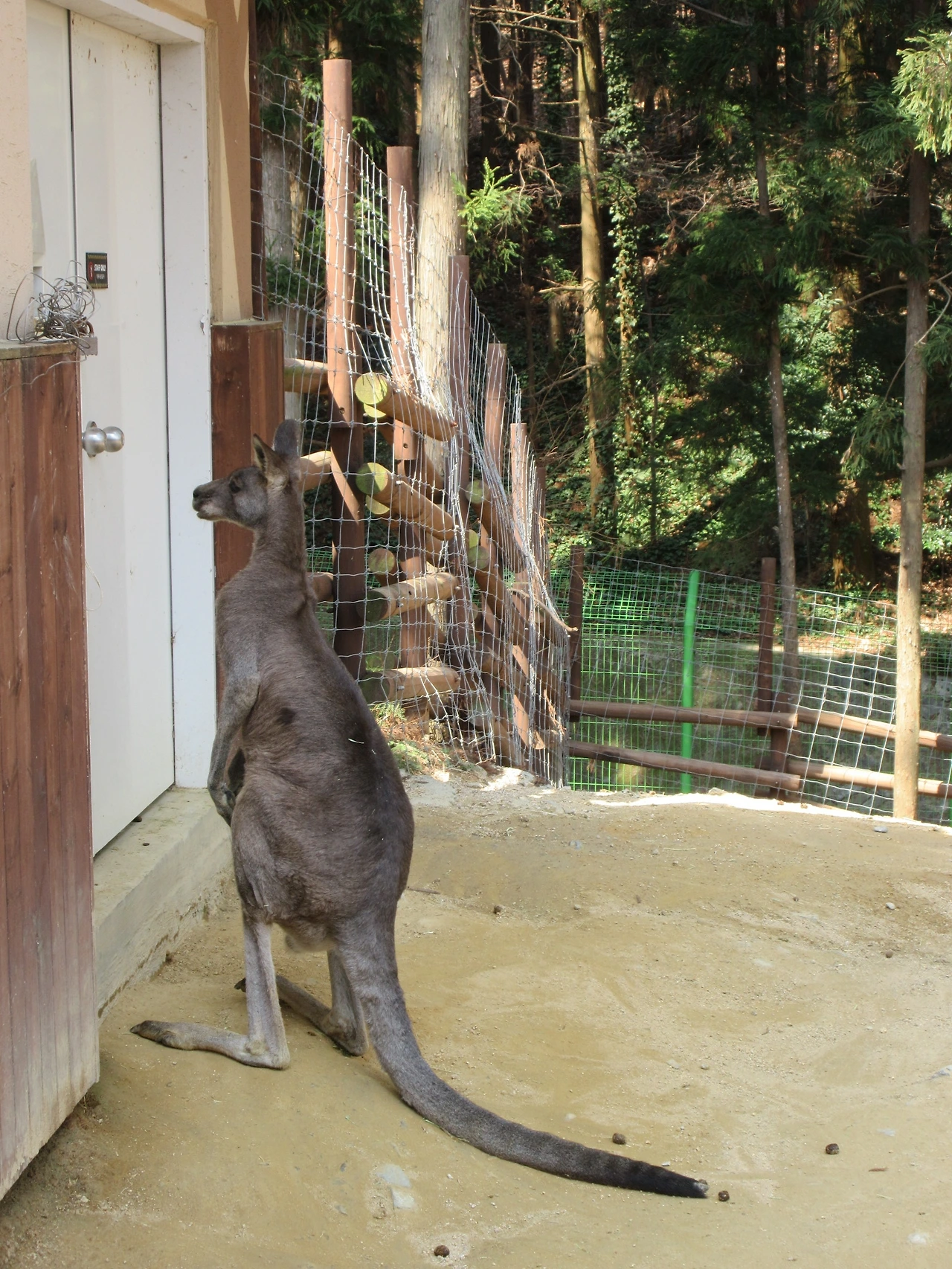저자와동물원걷기행사_삼정더파크3-170319 011.JPG