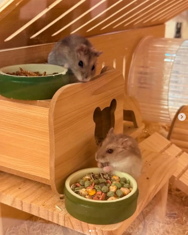 1_%EB%93%9C%EC%9B%8C%ED%94%84%ED%96%84%EC%8A%A4%ED%84%B0%EC%9E%85%EC%96%91.jpg?type=w1