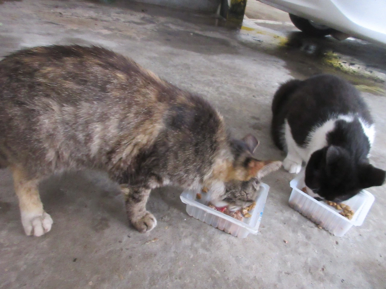 집중호우_은애_작은귀2_축대붕괴220701 (23).JPG