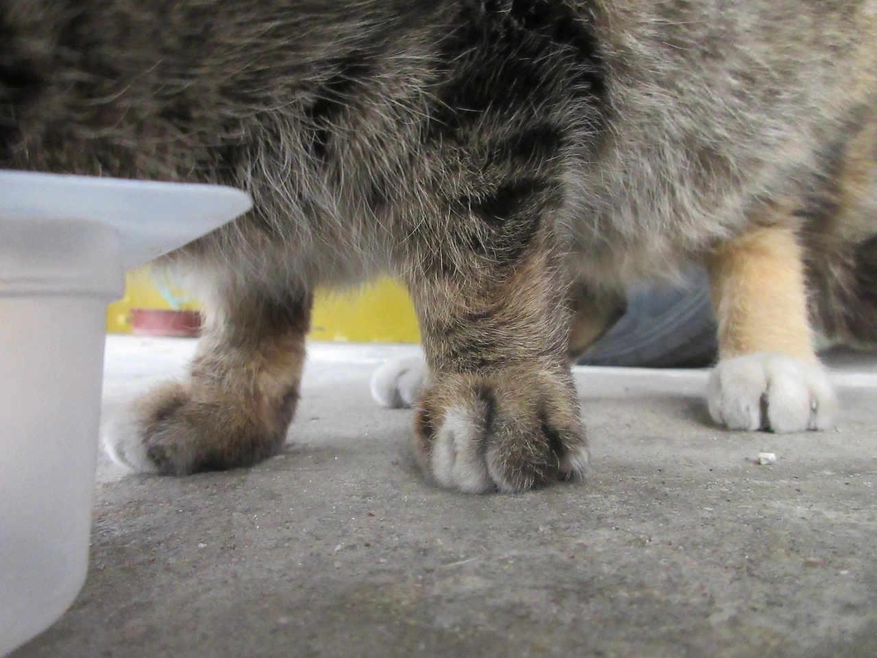 작은귀_발톱_테이프3_220220 (56).JPG