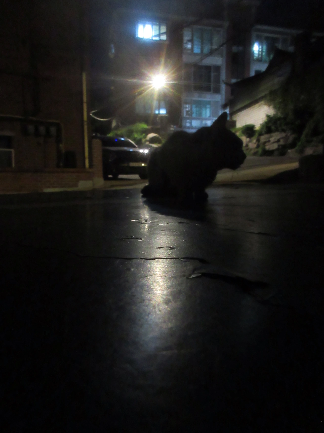 0_새로운겁이많은_50911 (38).JPG